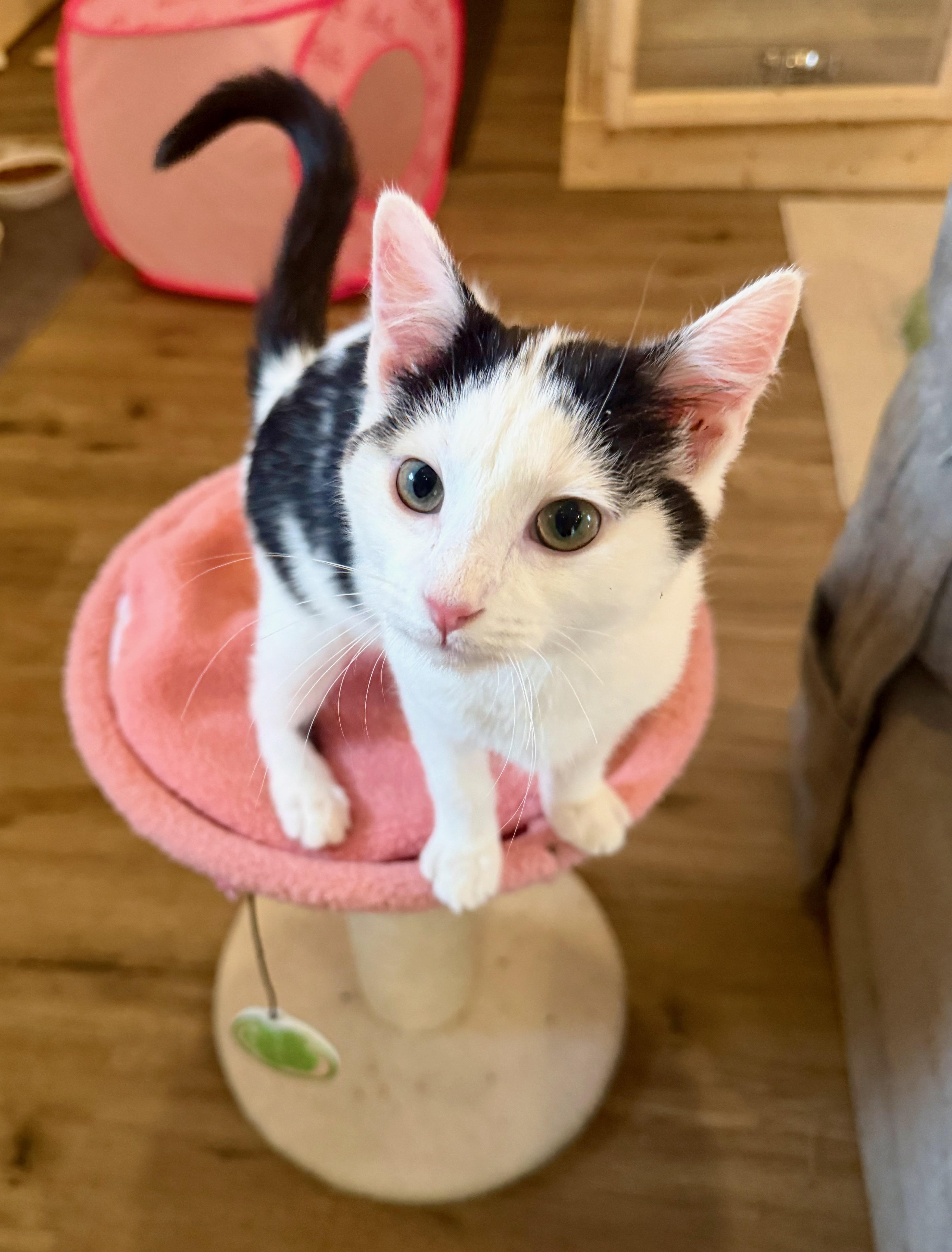 Crissy, ADOPTABLE, Young Female Domestic Short Hair.