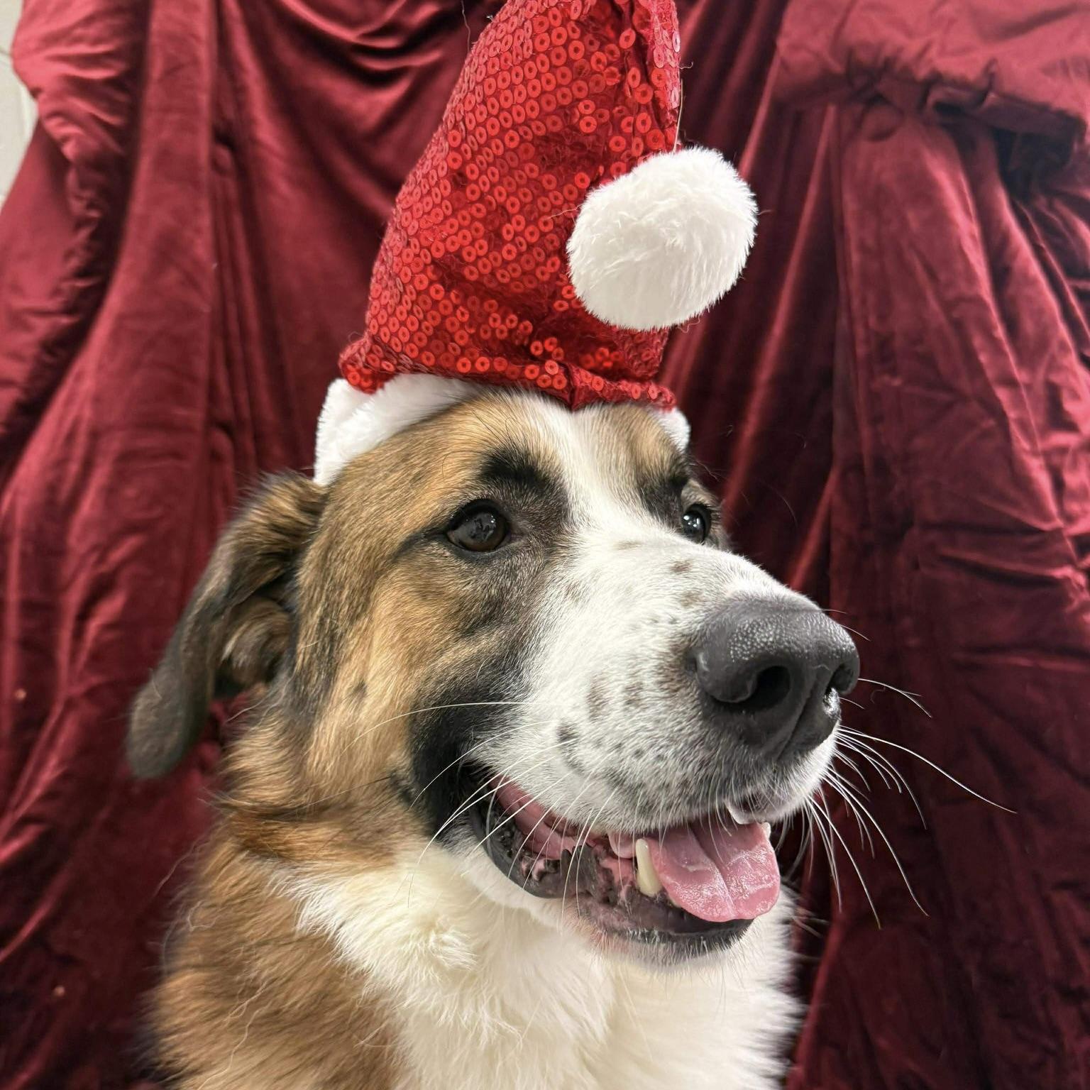 Mister Lio (20251106-05) — thumbnail 2