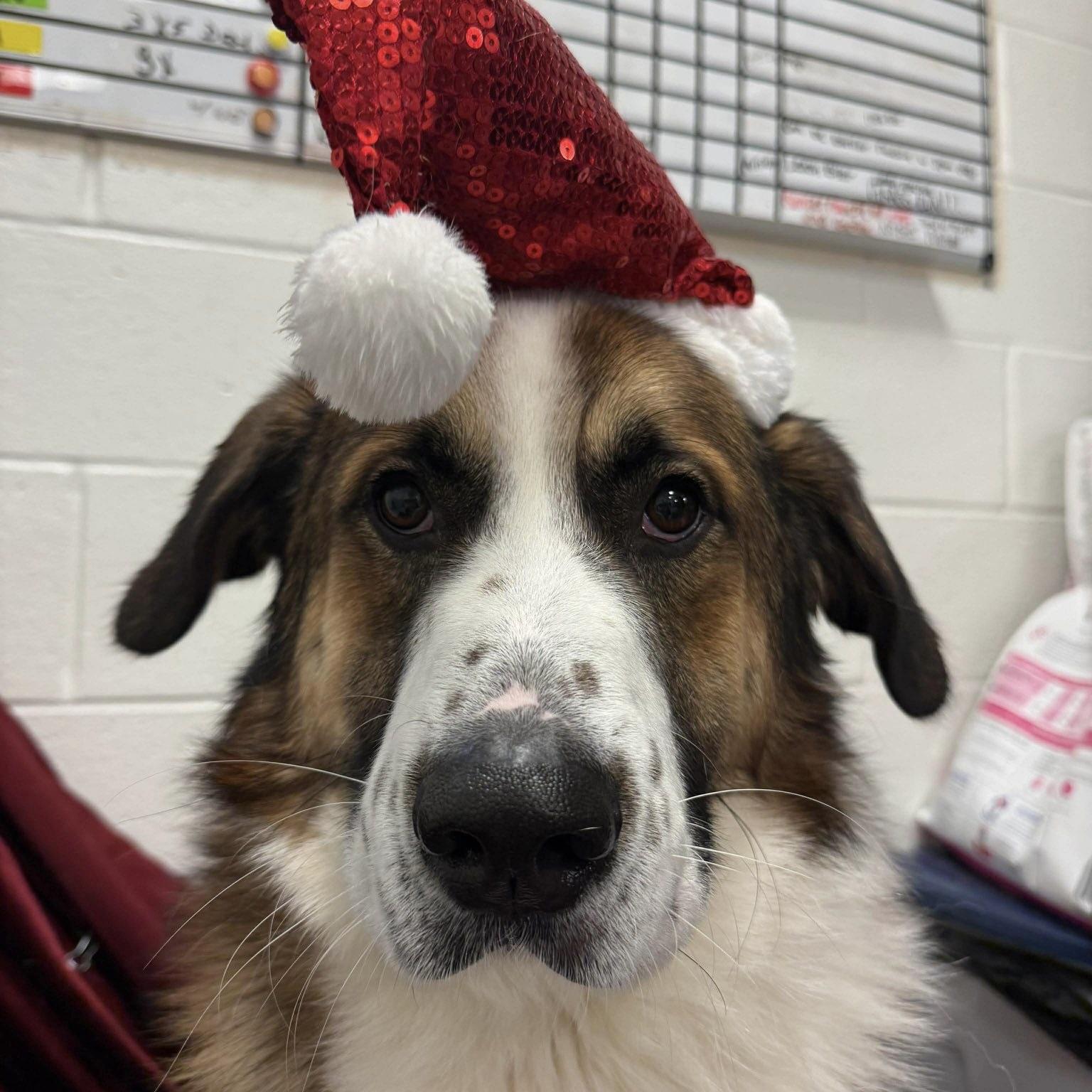 Mister Lio (20251106-05) — thumbnail 5