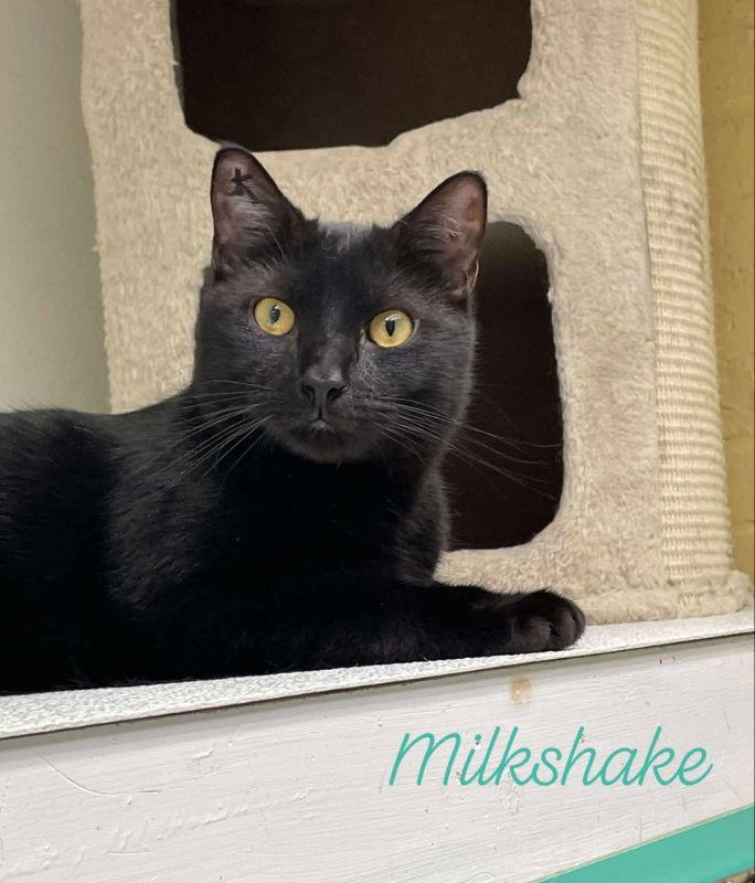 Milkshake, a Adopted Domestic Short Hair in Gonic, NH image 2/3