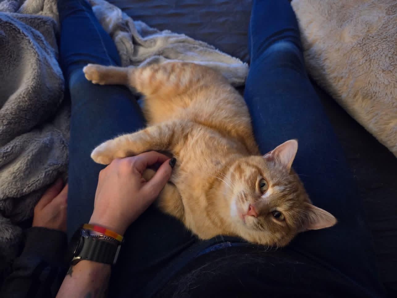 Marmalade , ADOPTABLE, Young Female Domestic Short Hair.