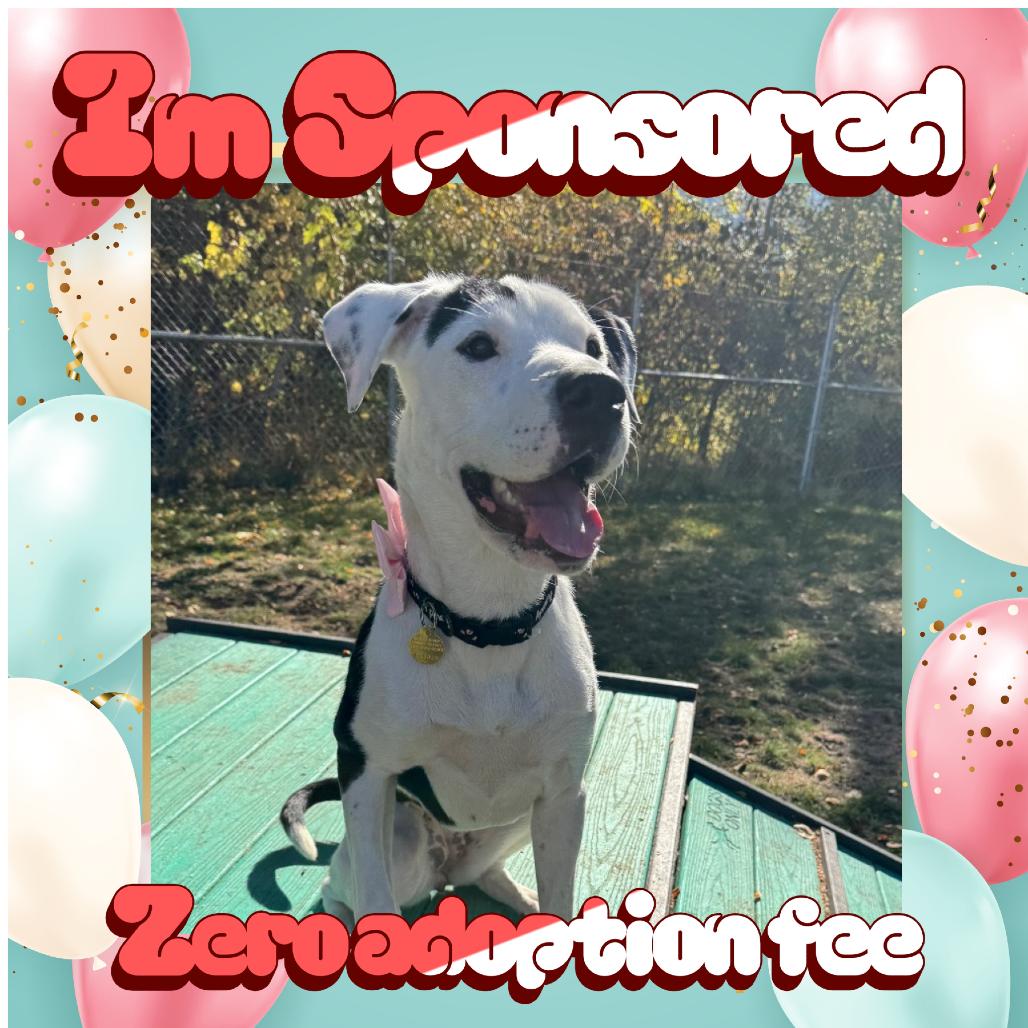 Enlarge Lily, a Adoptable Mixed Breed in Priest River, ID image 1/6