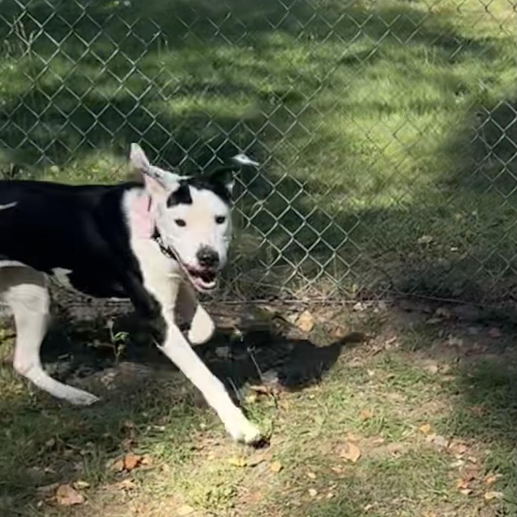 Enlarge Lily, a Adoptable Mixed Breed in Priest River, ID image 2/6