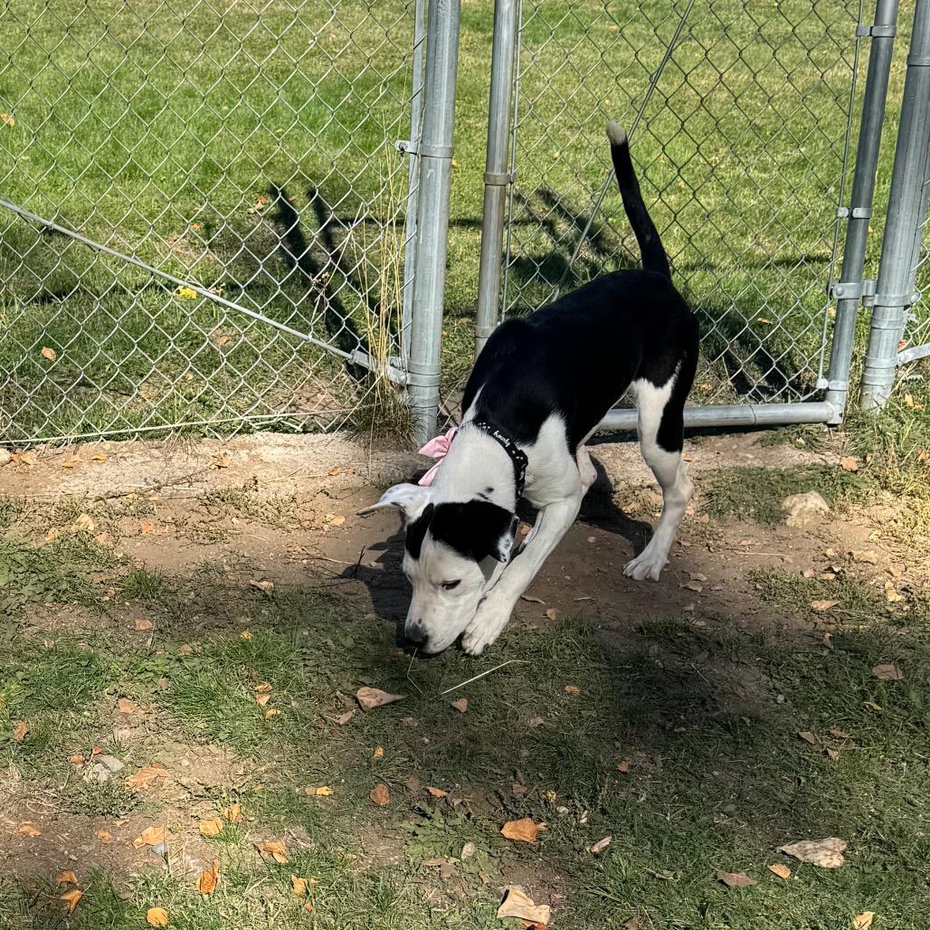Enlarge Lily, a Adoptable Mixed Breed in Priest River, ID image 3/6