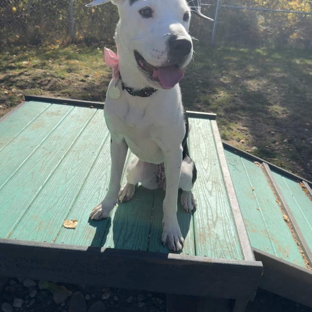 Enlarge Lily, a Adoptable Mixed Breed in Priest River, ID image 4/6