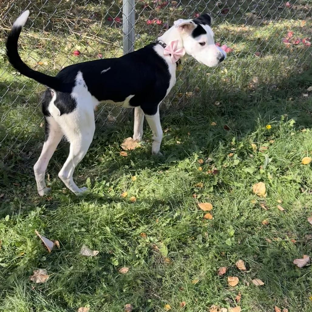 Enlarge Lily, a Adoptable Mixed Breed in Priest River, ID image 5/6