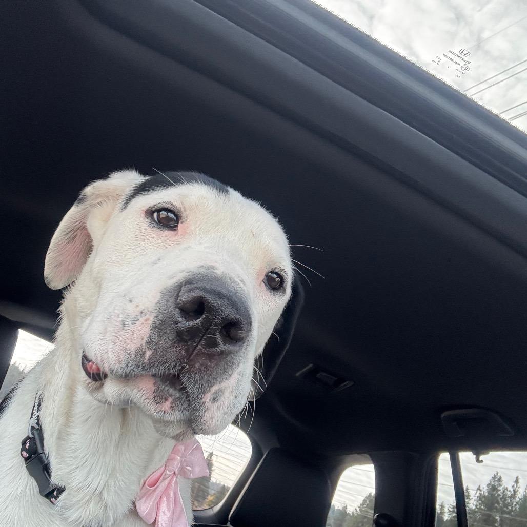 Enlarge Lily, a Adoptable Mixed Breed in Priest River, ID image 6/6