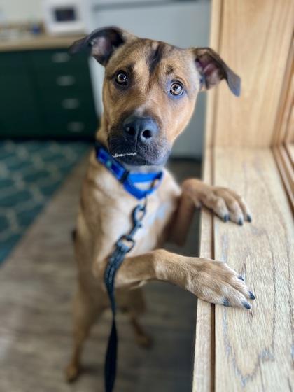 Boss, adoptable, Adult Male Mixed Breed.