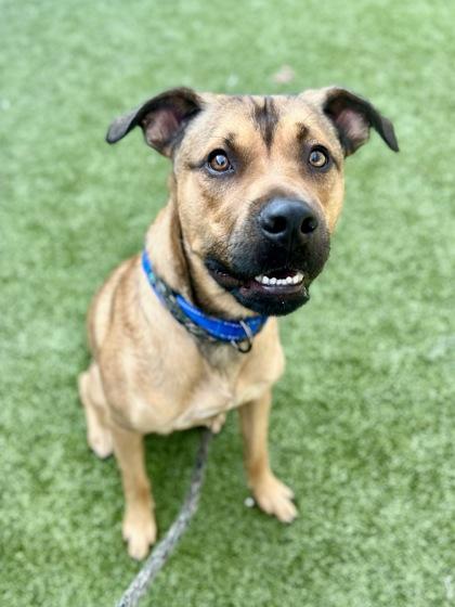 Boss, an adoption pending mixed breed in Traverse City, MI image 2/4