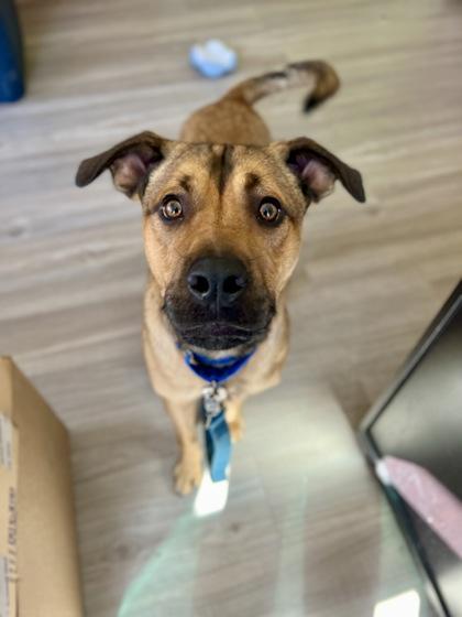 Boss, an adoption pending mixed breed in Traverse City, MI image 3/4