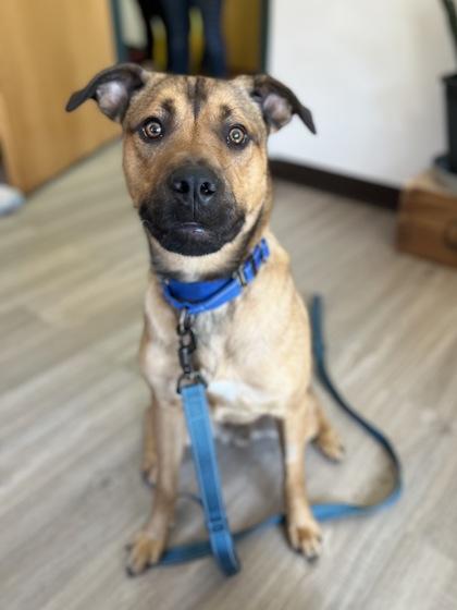 Boss, an adoption pending mixed breed in Traverse City, MI image 4/4