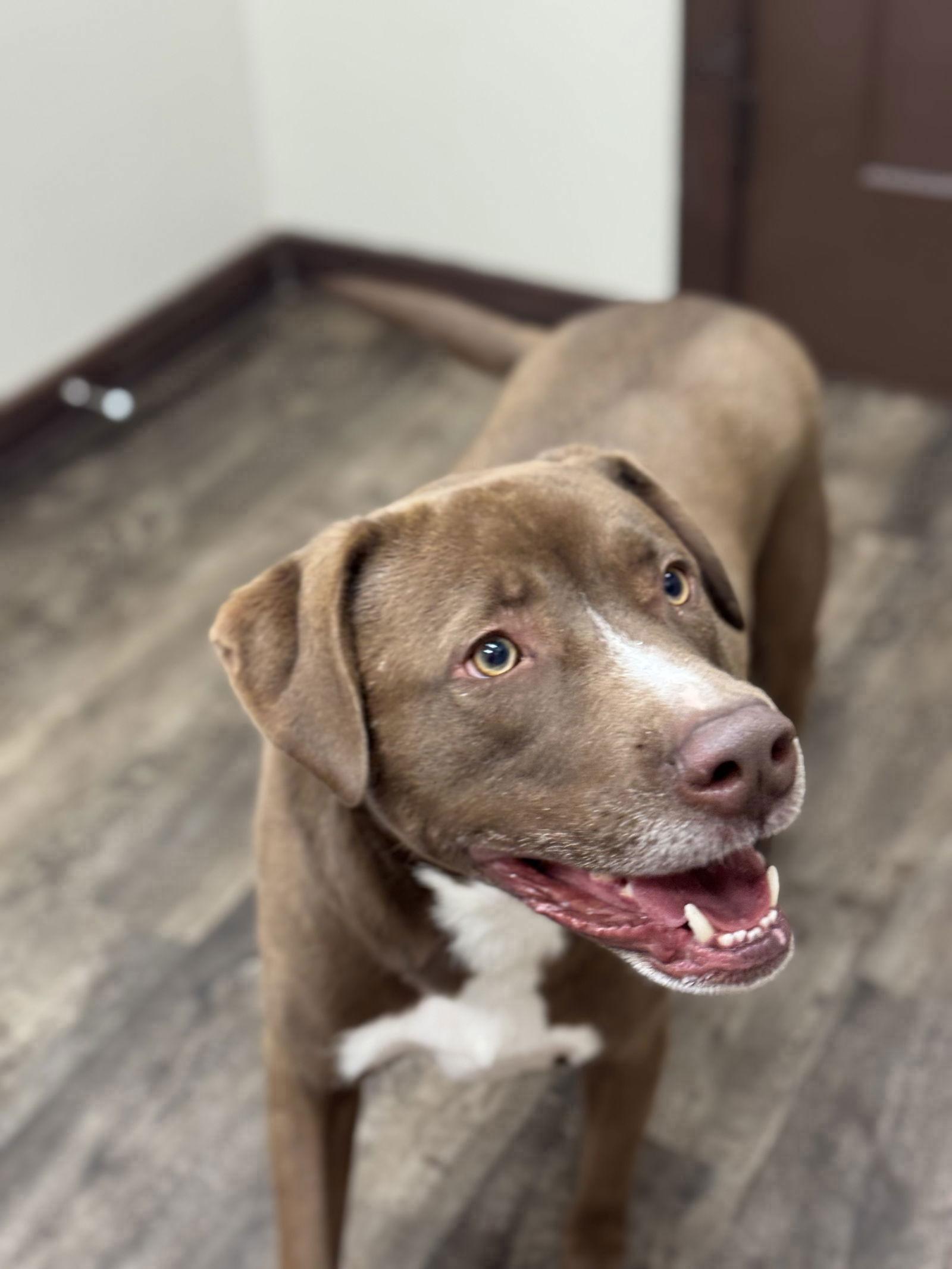 Enlarge BOHDIE, a Adoptable Labrador Retriever in Raphine, VA image 2/3