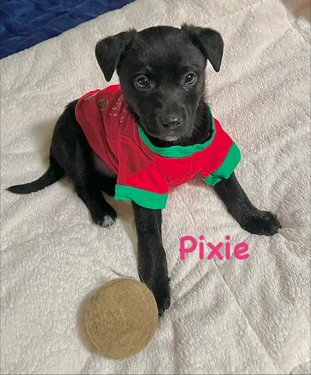 Pixie, ADOPTABLE, Puppy Female Chihuahua.