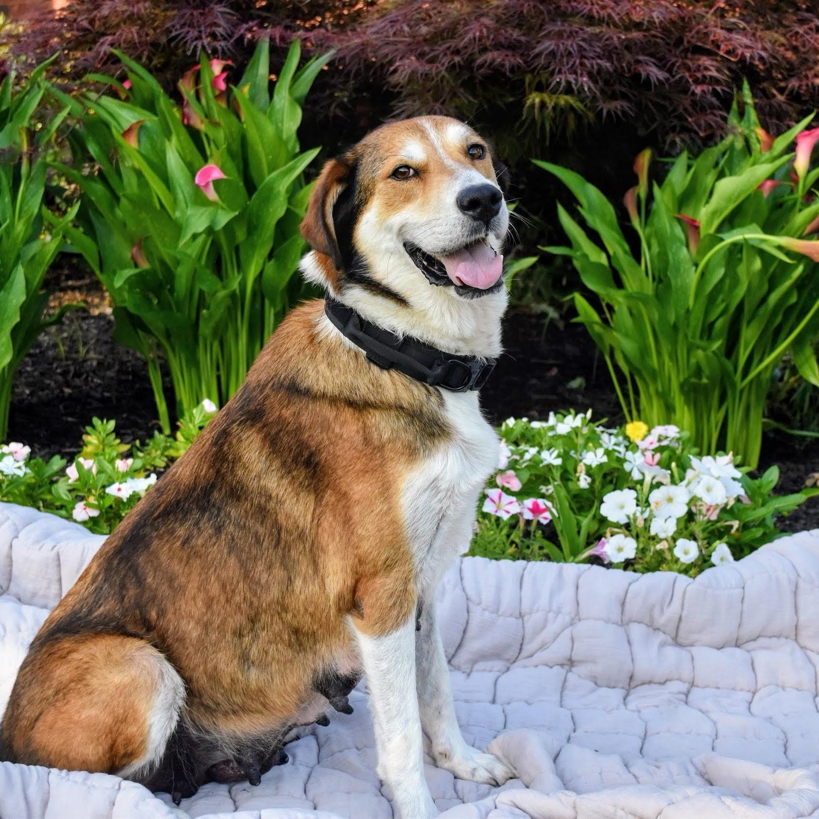 Enlarge Ruthie, a ADOPTABLE mixed breed in Spring hill, TN image 3/6