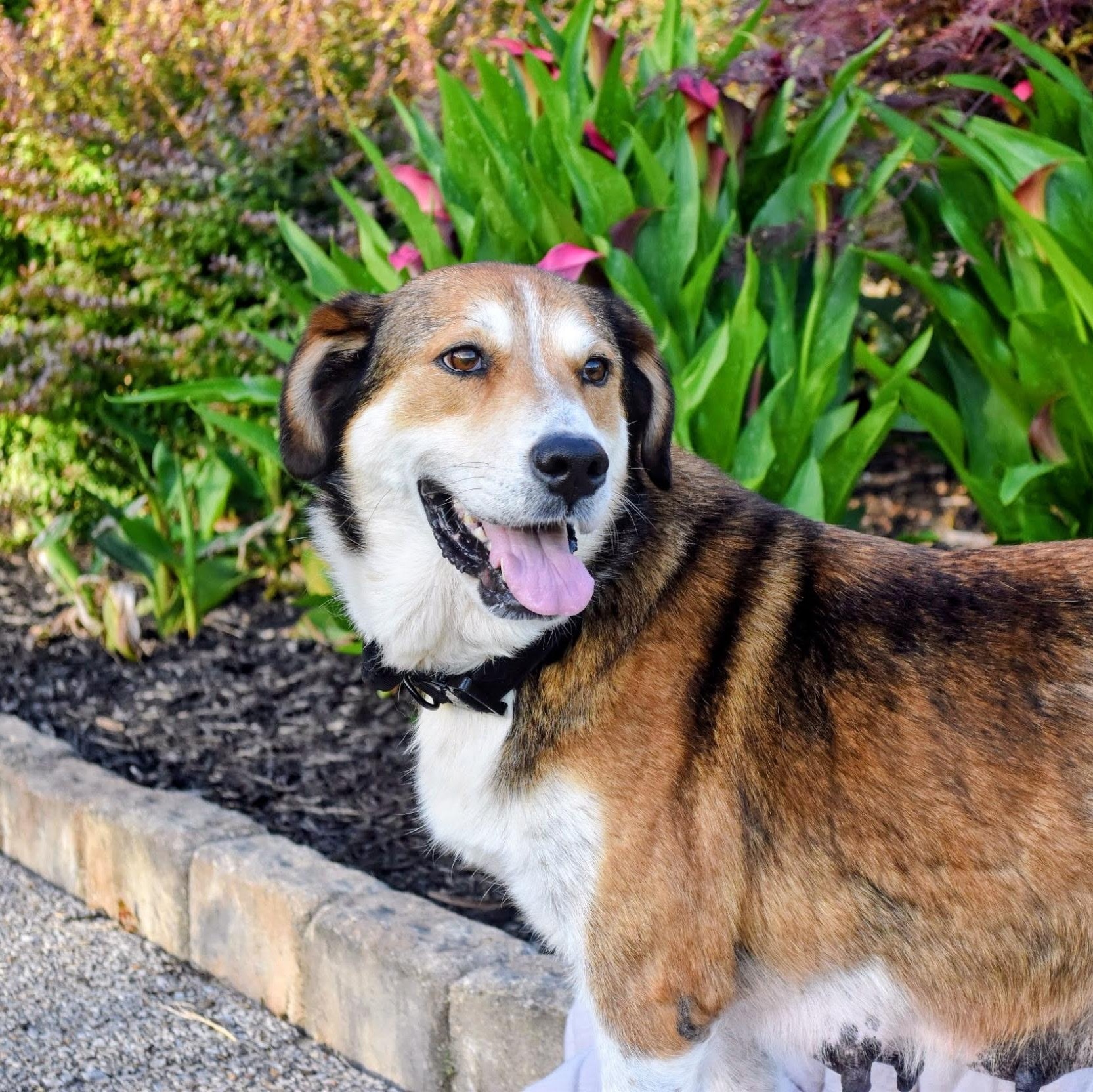 Enlarge Ruthie, a ADOPTABLE mixed breed in Spring hill, TN image 1/6