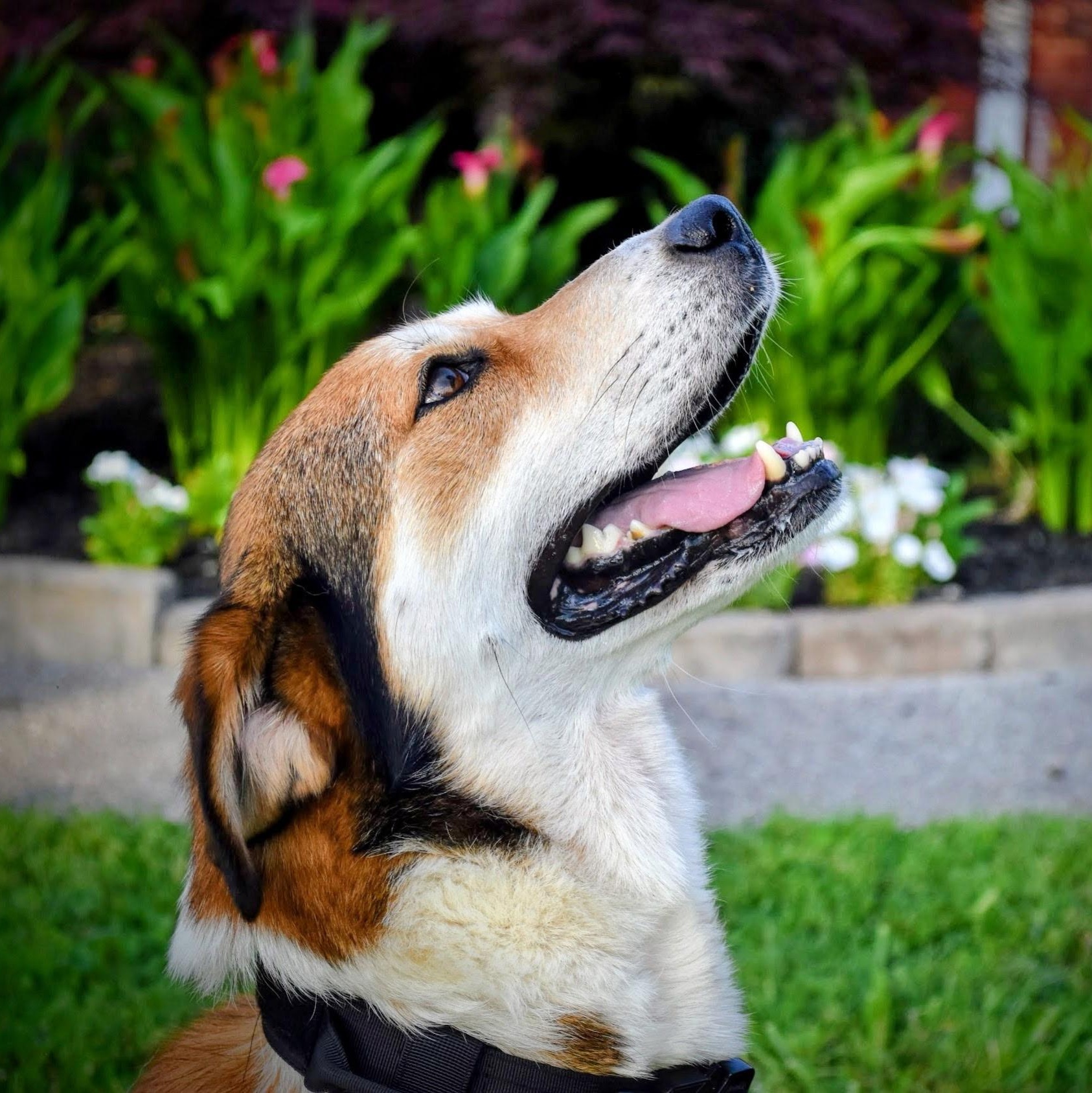Enlarge Ruthie, a ADOPTABLE mixed breed in Spring hill, TN image 4/6