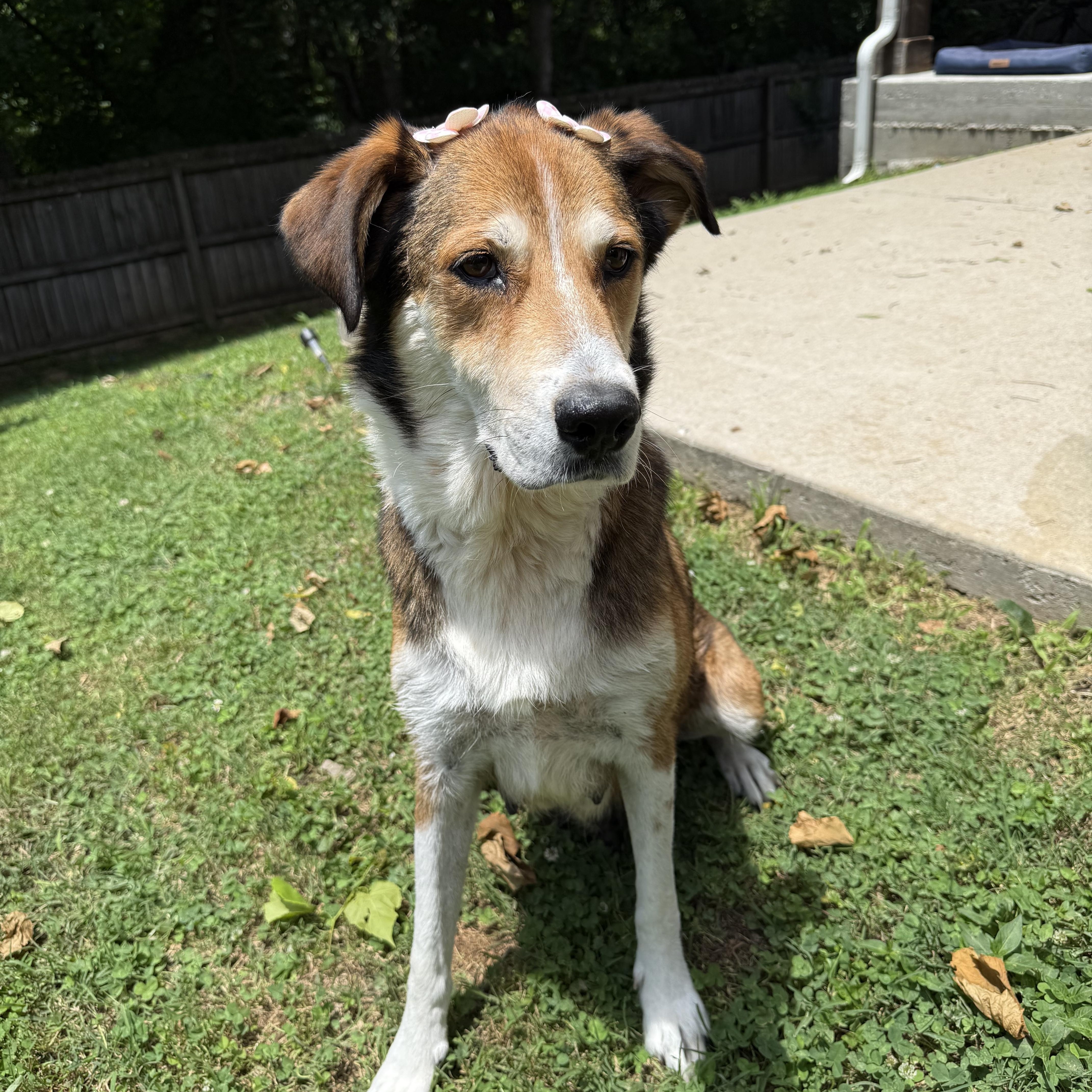 Enlarge Ruthie, a ADOPTABLE mixed breed in Spring hill, TN image 5/6