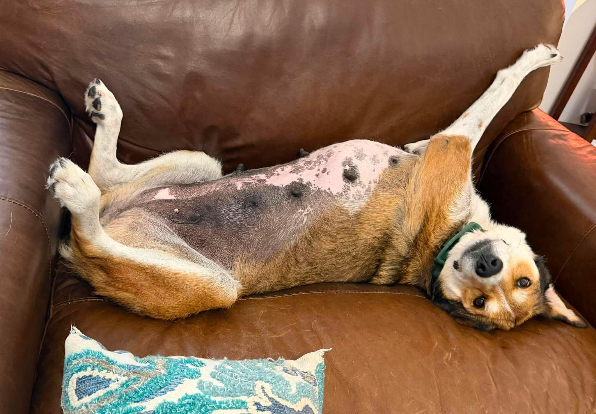 Enlarge Ruthie, a ADOPTABLE mixed breed in Spring hill, TN image 6/6