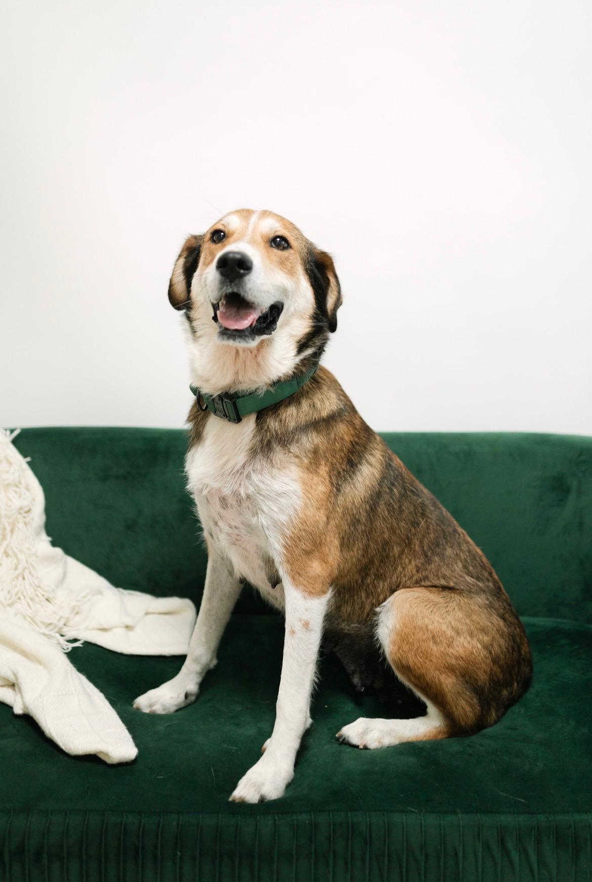 Enlarge Ruthie, a ADOPTABLE mixed breed in Spring hill, TN image 2/6