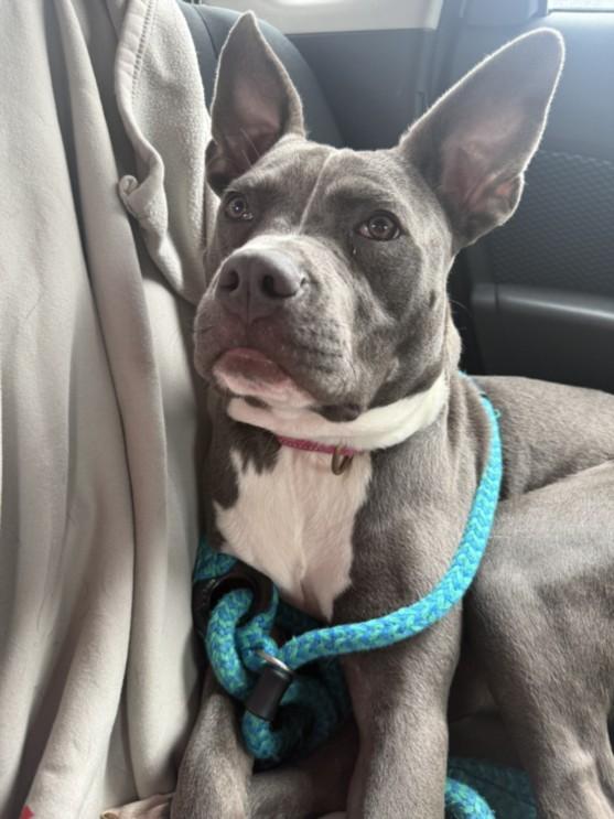 KYRIE, Adoptable, Young Male Pit Bull Terrier.