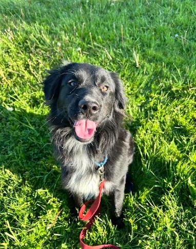 Hercules, a ADOPTABLE mixed breed in Brunswick, OH image 2/4