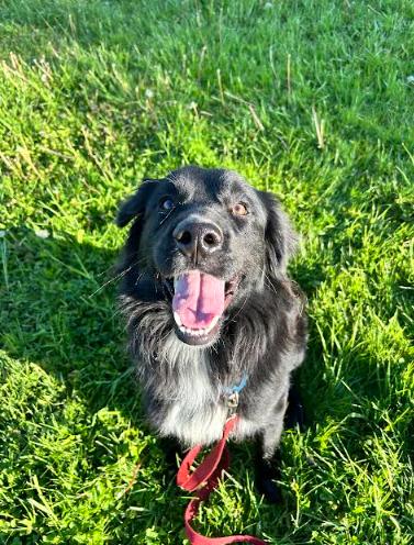 Hercules, a ADOPTABLE mixed breed in Brunswick, OH image 3/4