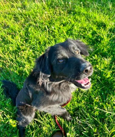 Hercules, a ADOPTABLE mixed breed in Brunswick, OH image 4/4