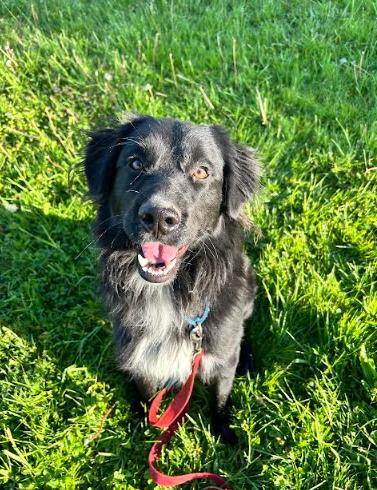 Hercules, a ADOPTABLE mixed breed in Brunswick, OH image 1/4