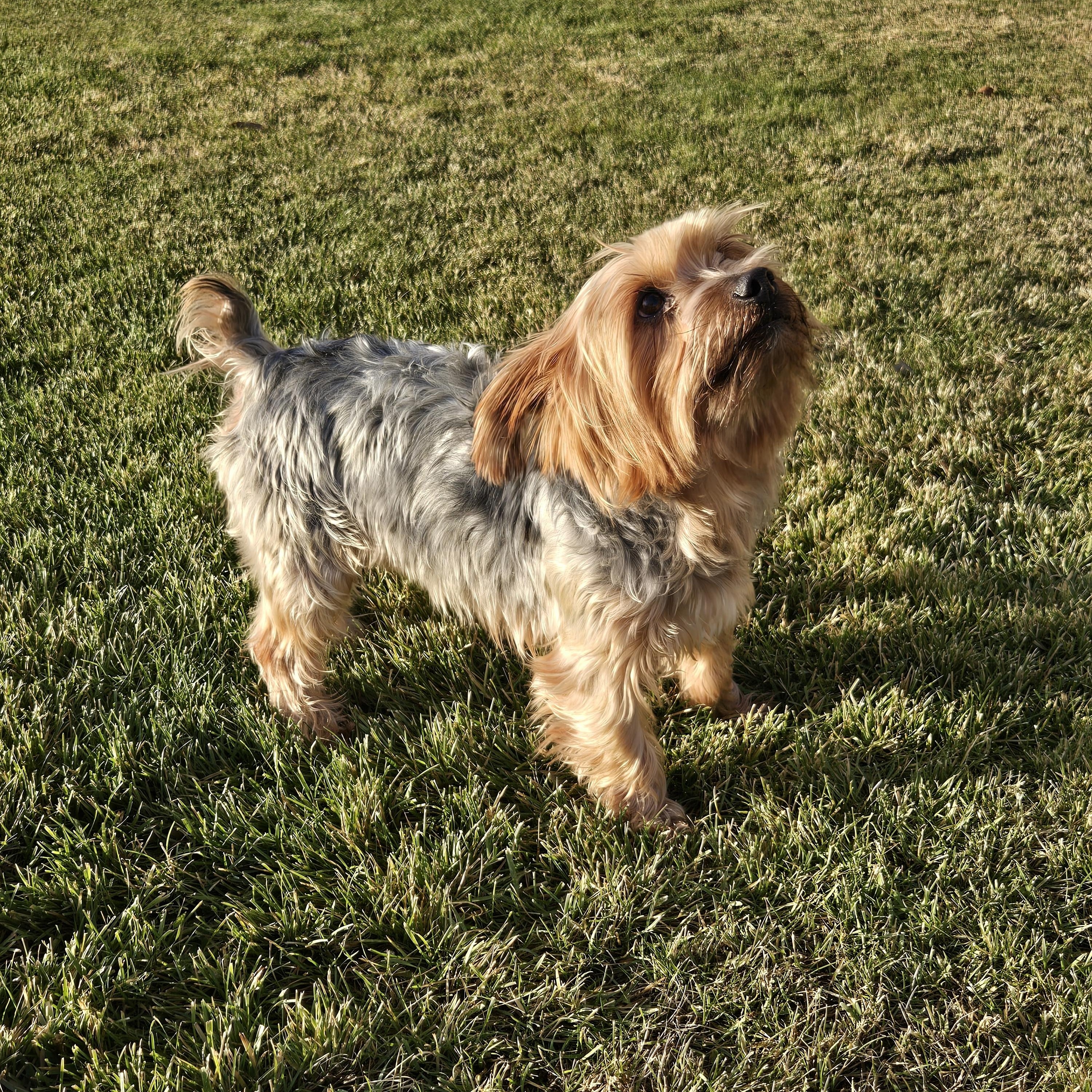 Enlarge Alvin, a ADOPTABLE mixed breed in Union Gap, WA image 5/5