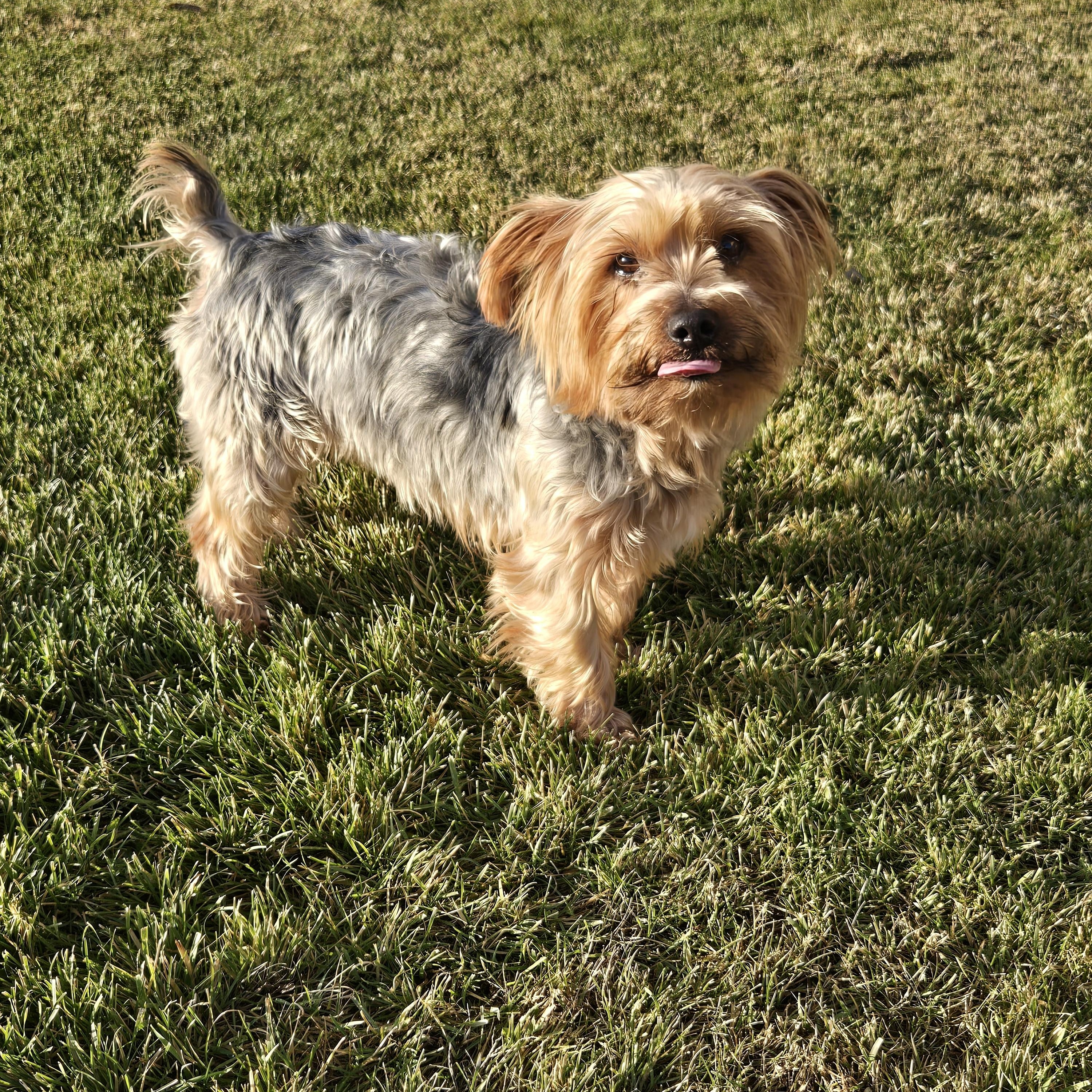 Enlarge Alvin, a ADOPTABLE mixed breed in Union Gap, WA image 2/5