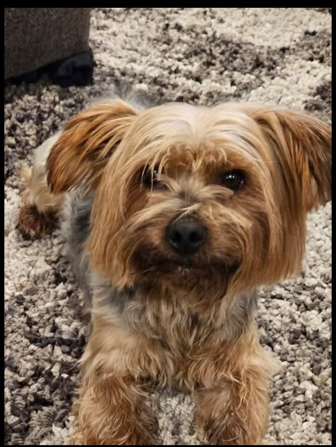 Enlarge Alvin, a ADOPTABLE mixed breed in Union Gap, WA image 1/5