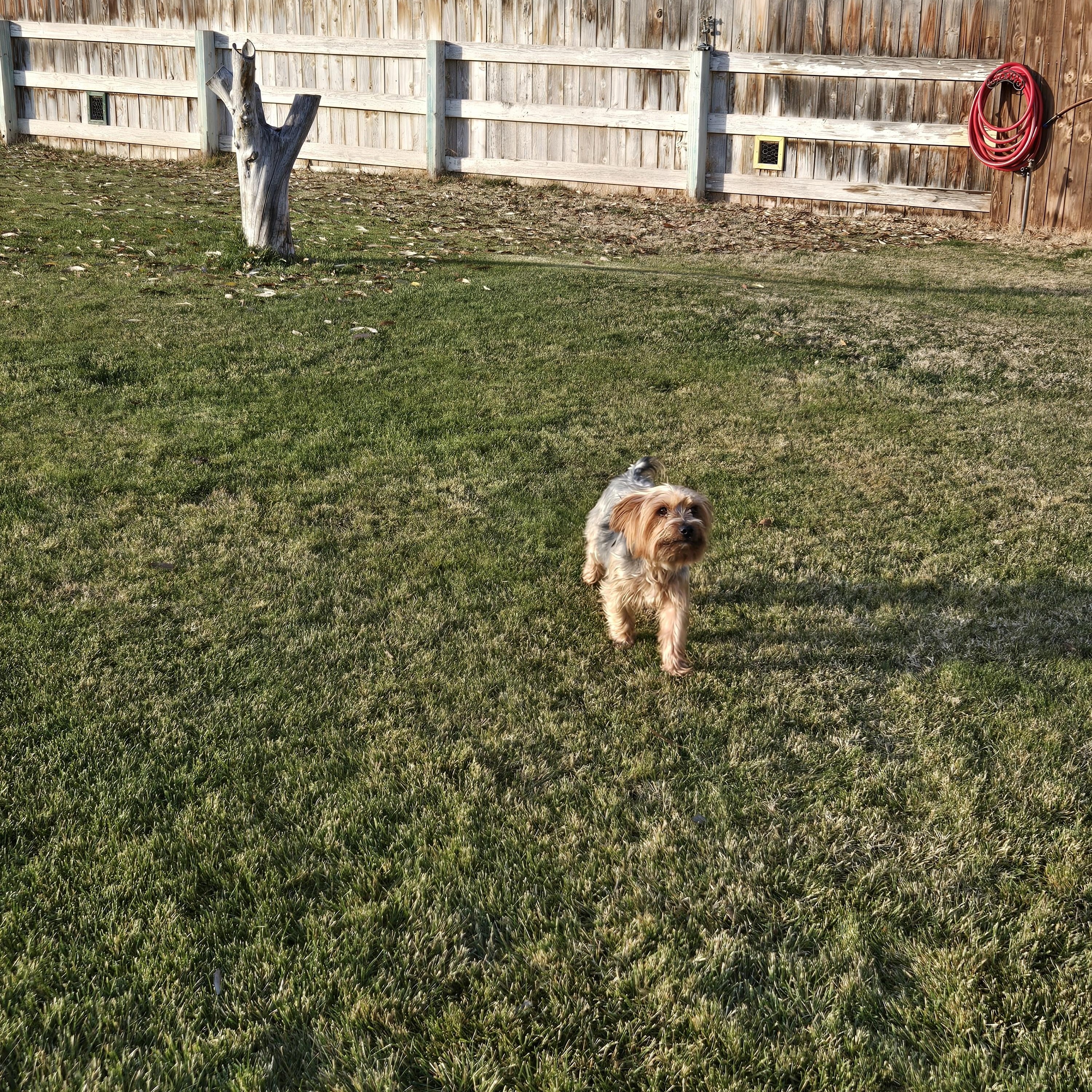 Enlarge Alvin, a ADOPTABLE mixed breed in Union Gap, WA image 3/5