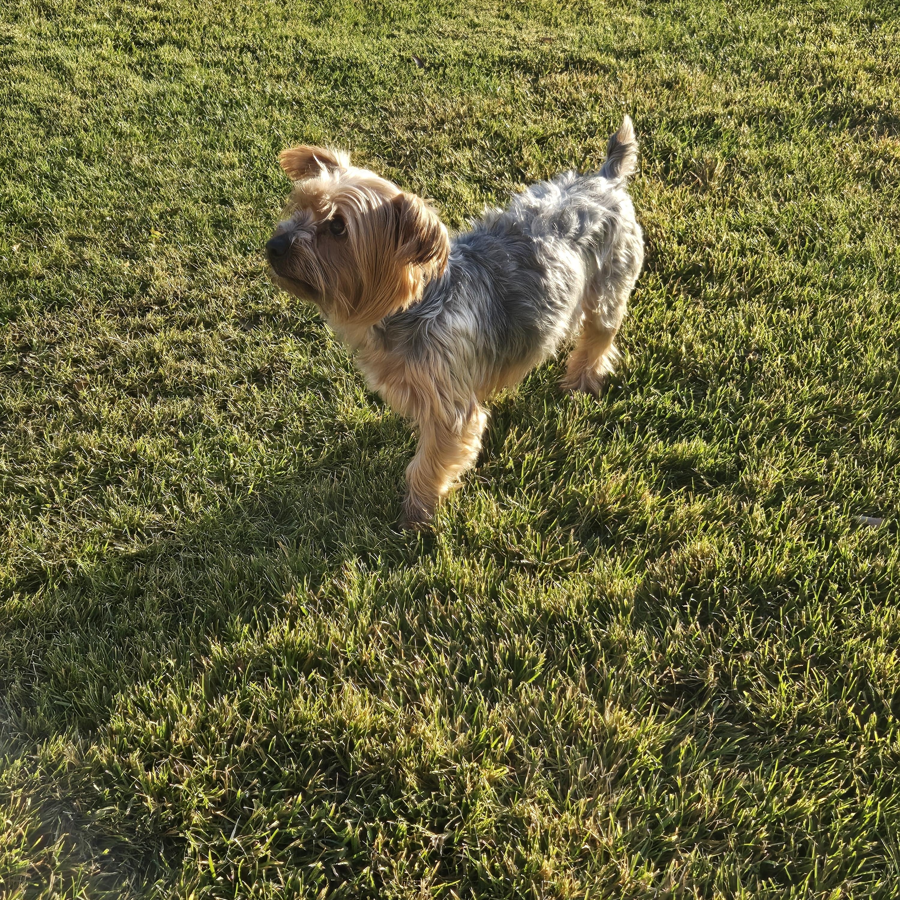 Enlarge Alvin, a ADOPTABLE mixed breed in Union Gap, WA image 4/5