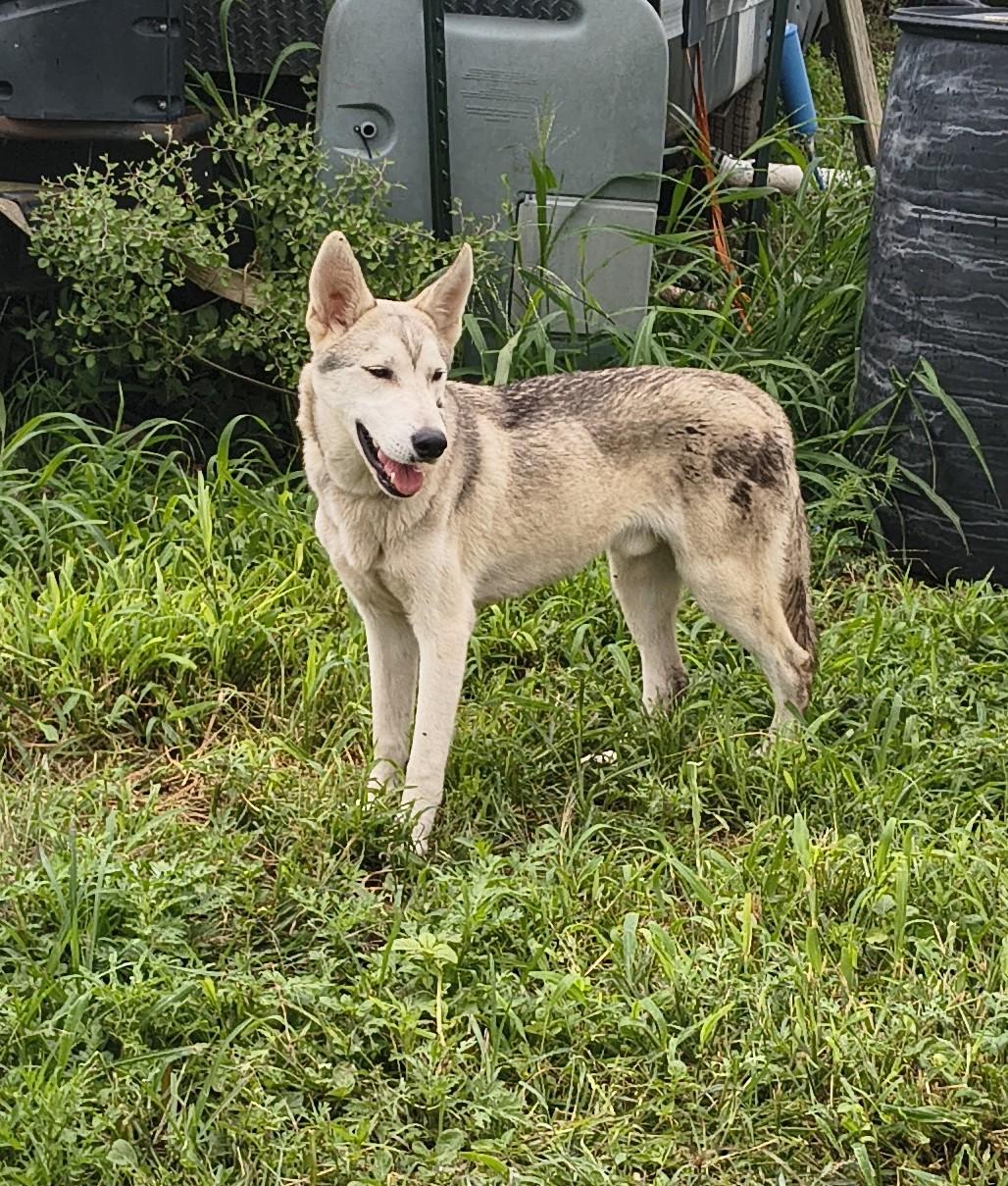 Enlarge Henderson, a ADOPTABLE Siberian Husky in Beeville, TX image 1/3
