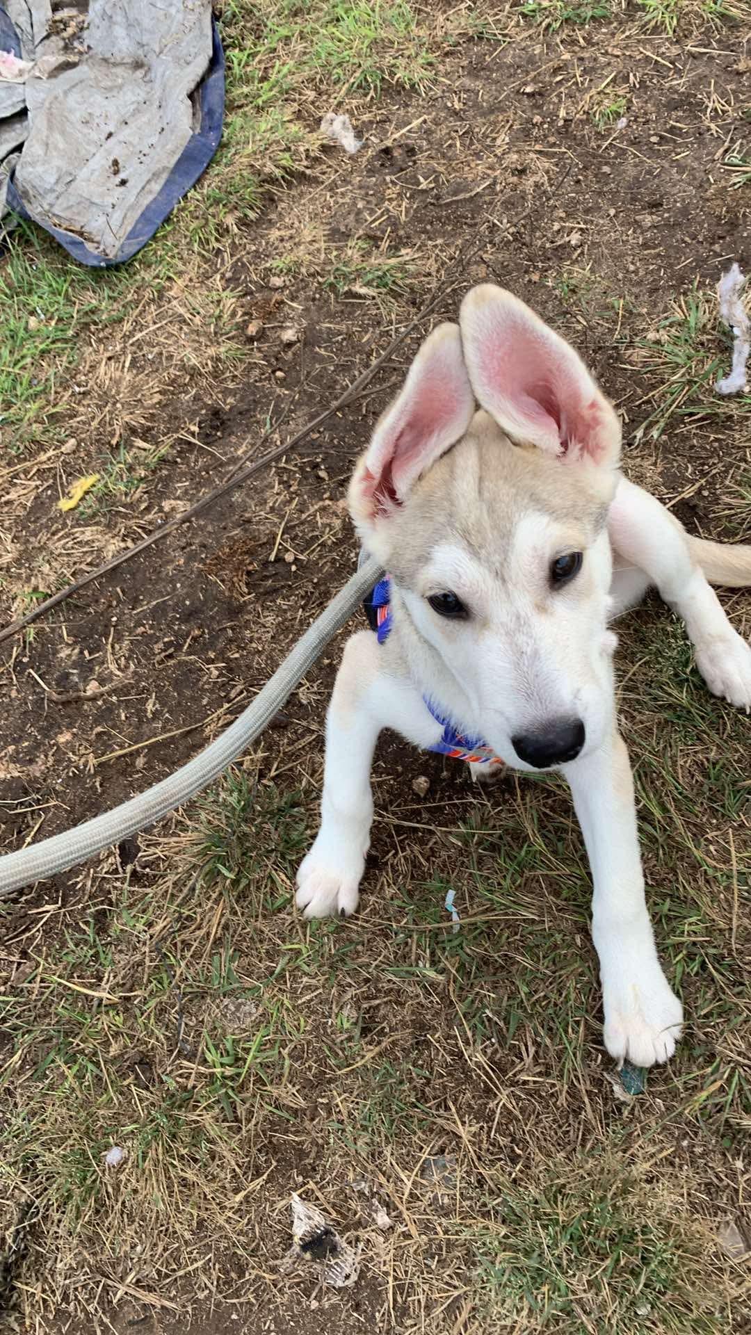 Henderson, ADOPTABLE, Young Male Siberian Husky.