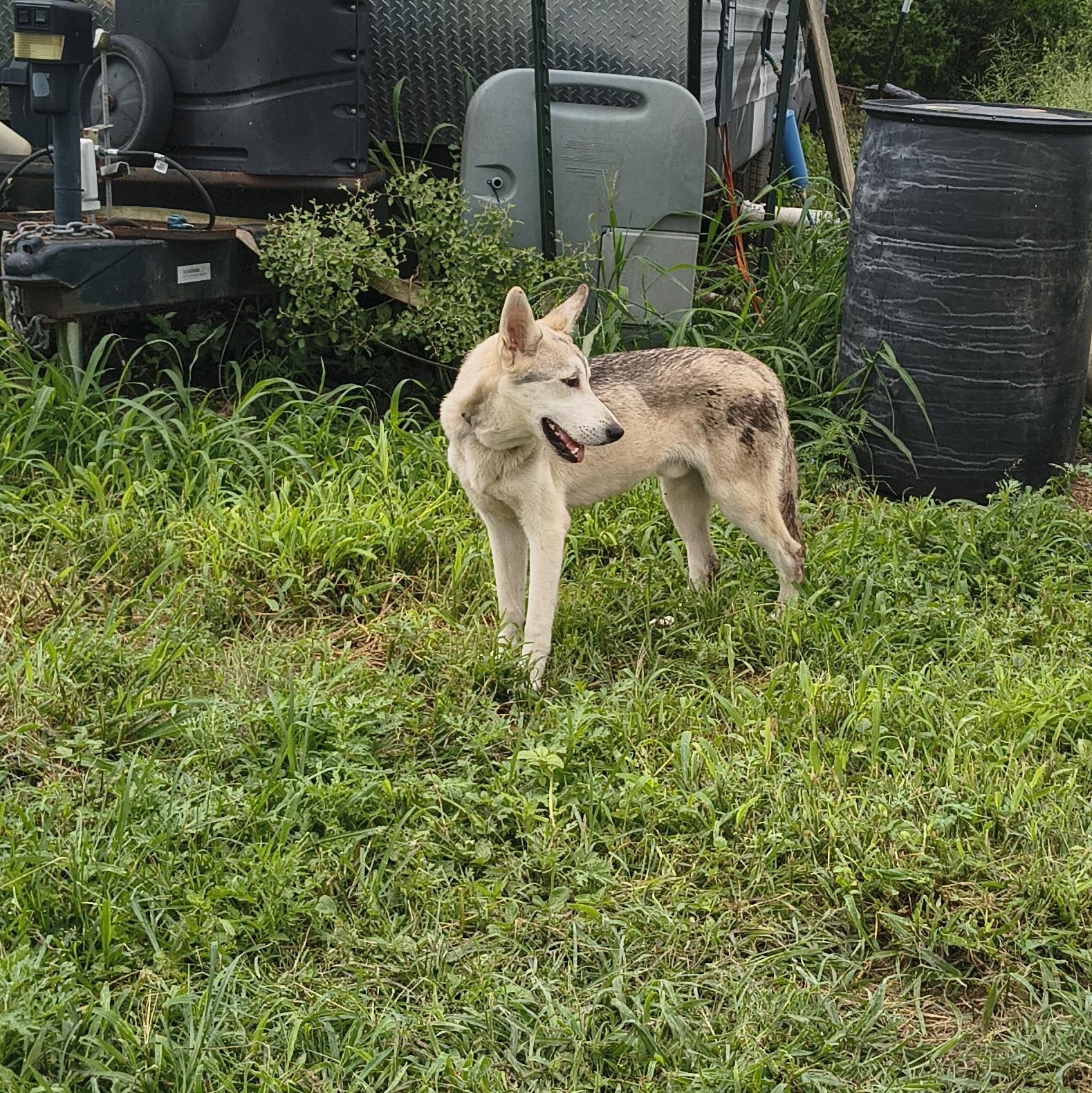 Enlarge Henderson, a ADOPTABLE Siberian Husky in Beeville, TX image 2/3