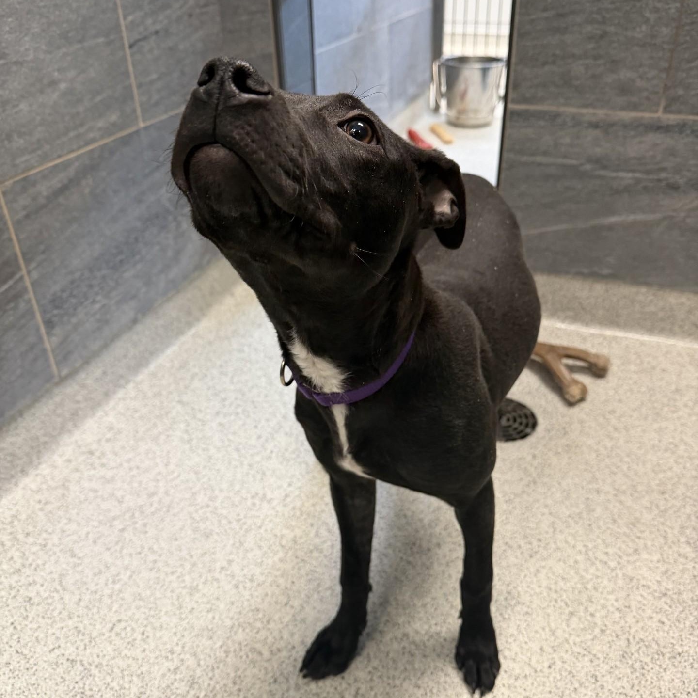 Enlarge Sally, an adoptable mixed breed in Cooperstown, NY image 5/5