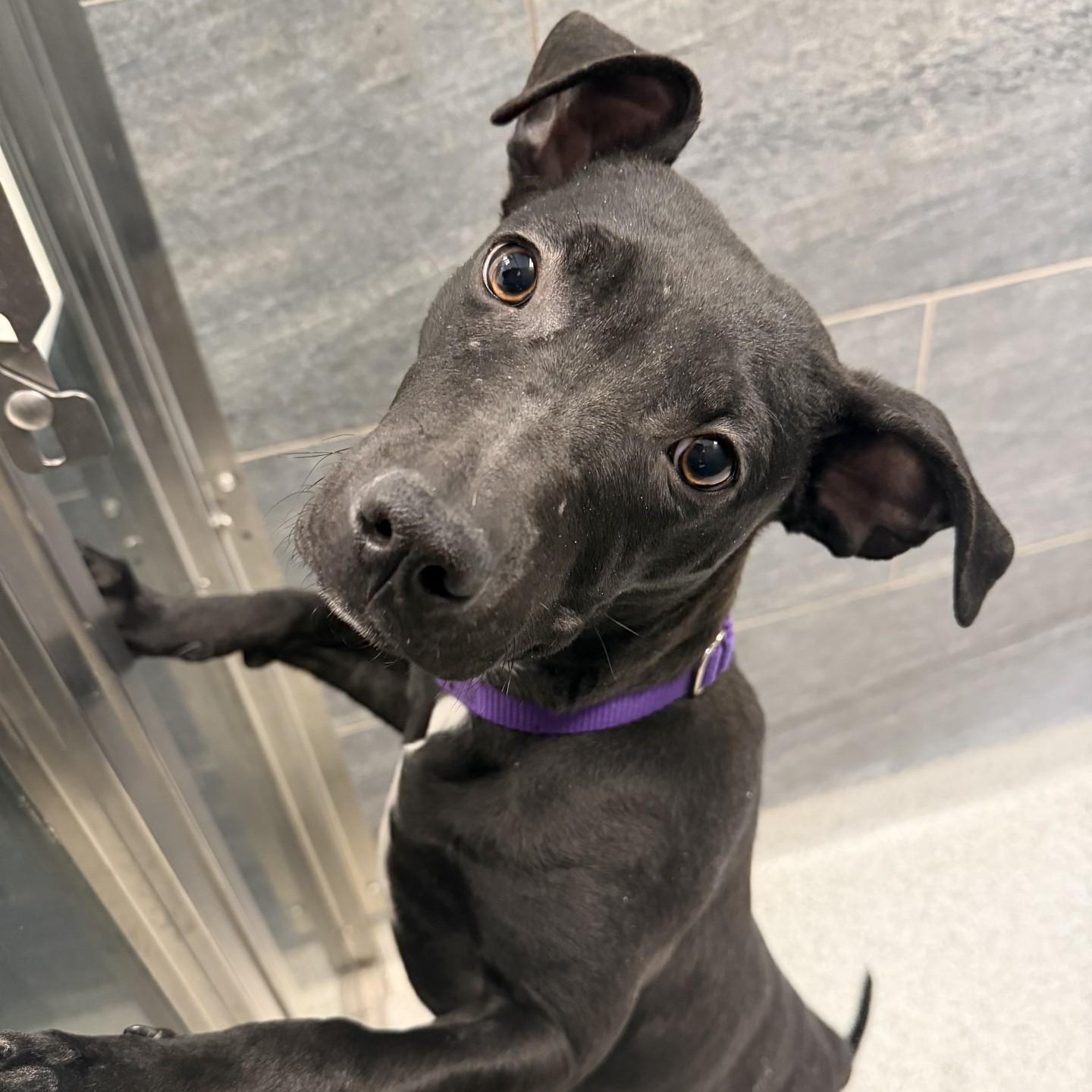 Enlarge Sally, an adoptable mixed breed in Cooperstown, NY image 3/5