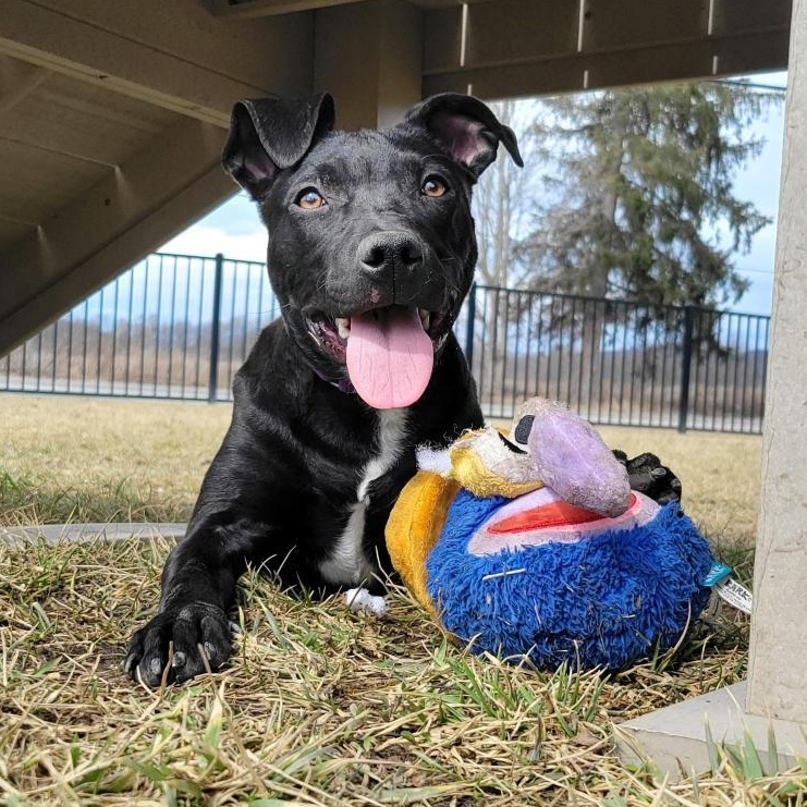 Enlarge Sally, an adoptable mixed breed in Cooperstown, NY image 1/5