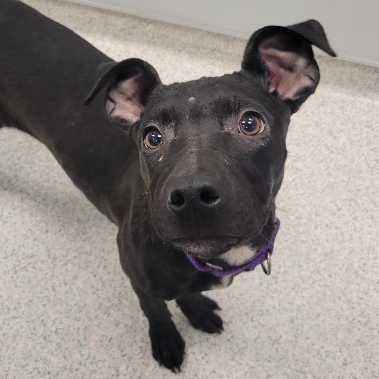 Enlarge Sally, an adoptable mixed breed in Cooperstown, NY image 4/5