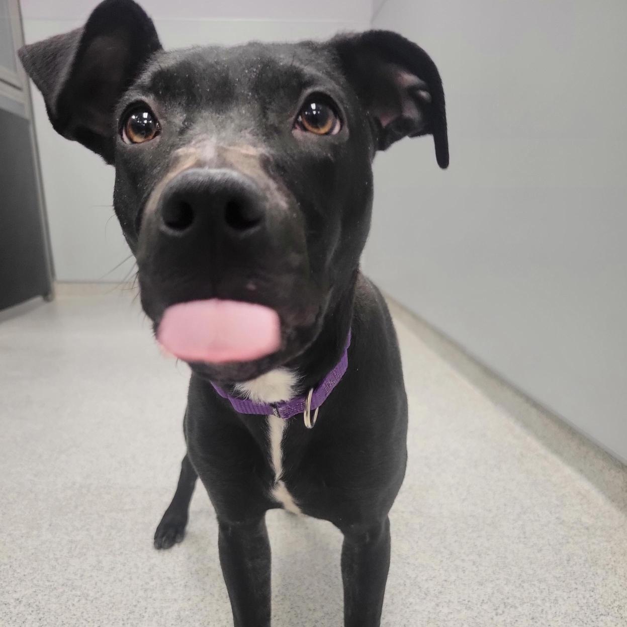 Enlarge Sally, an adoptable mixed breed in Cooperstown, NY image 2/5