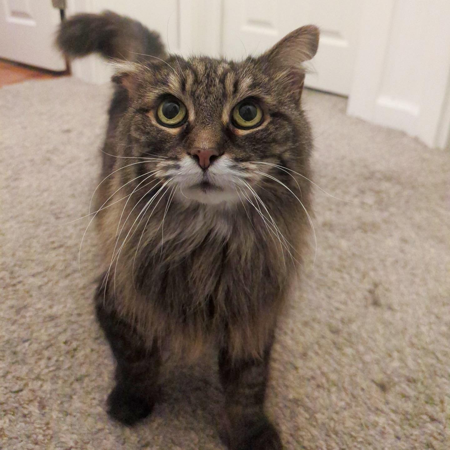 Enlarge Basil, a Adoptable Domestic Long Hair in McDonald, PA image 1/1