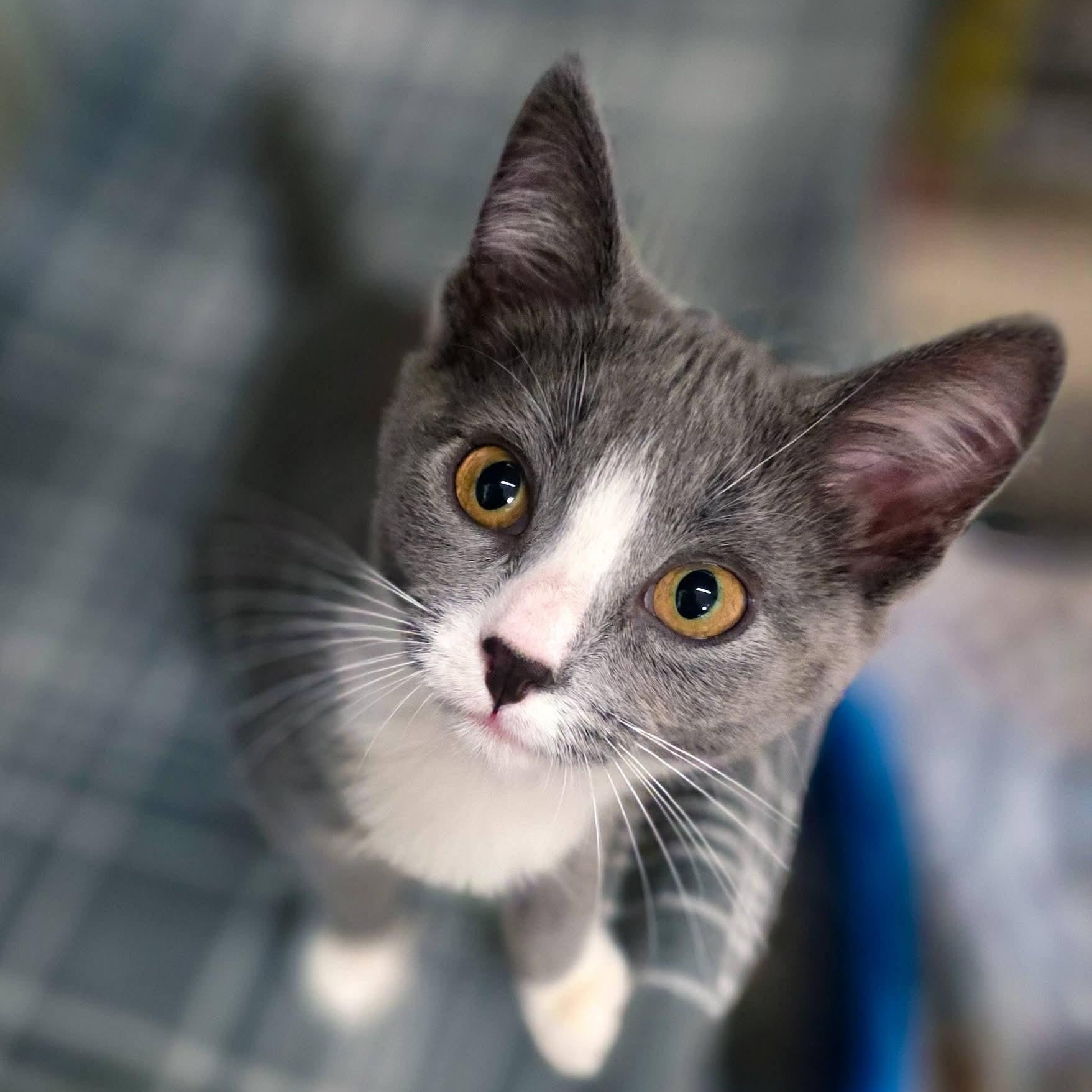 Pumpkin, Squash, Gourd, Adoptable, Kitten Male Domestic Short Hair.