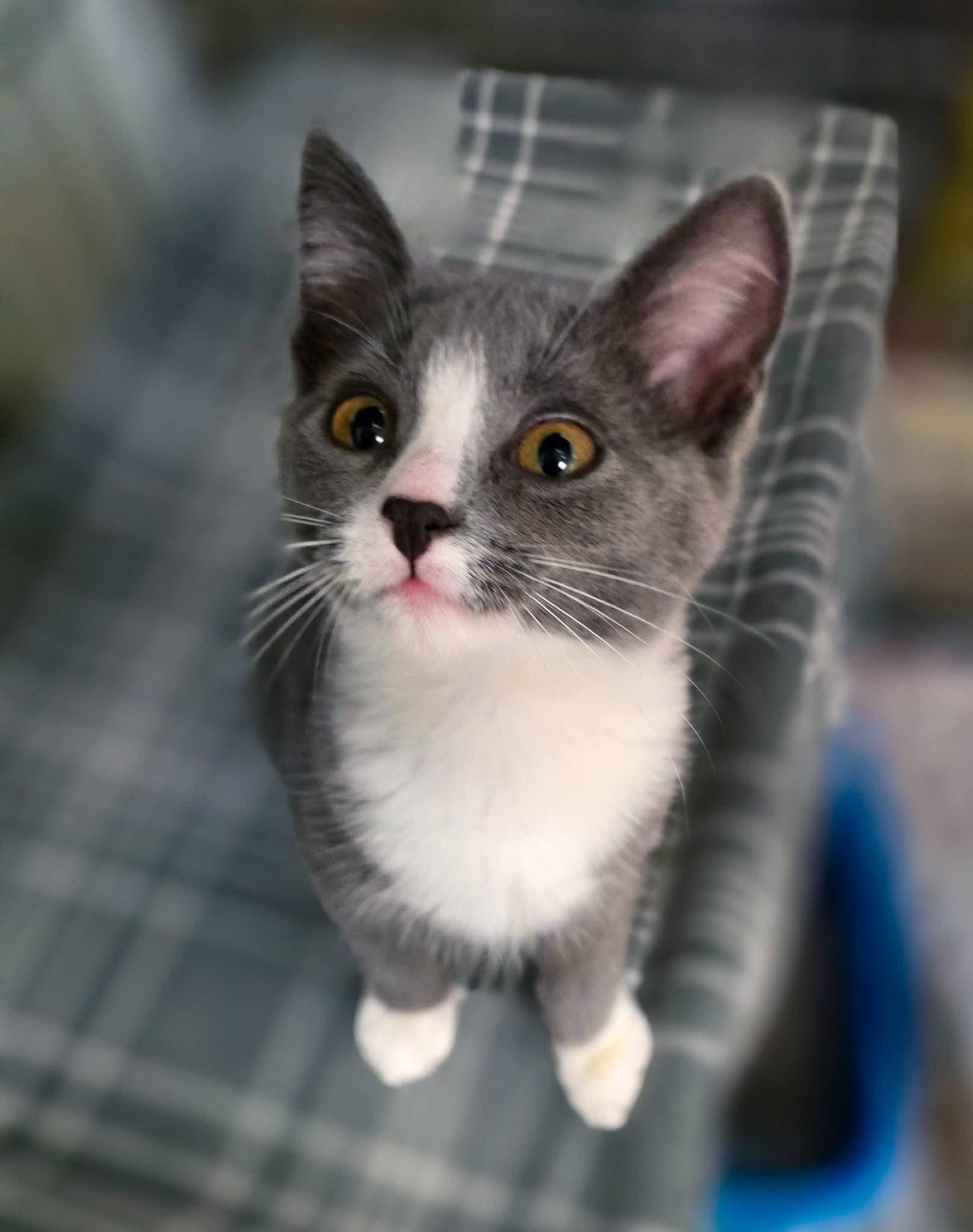 Enlarge Pumpkin, Squash, Gourd, a Adoptable Domestic Short Hair in Sterling Heights, MI image 5/6