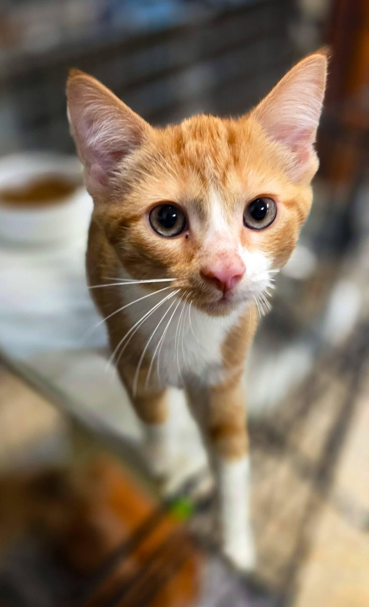 Enlarge Pumpkin, Squash, Gourd, a Adoptable Domestic Short Hair in Sterling Heights, MI image 3/6
