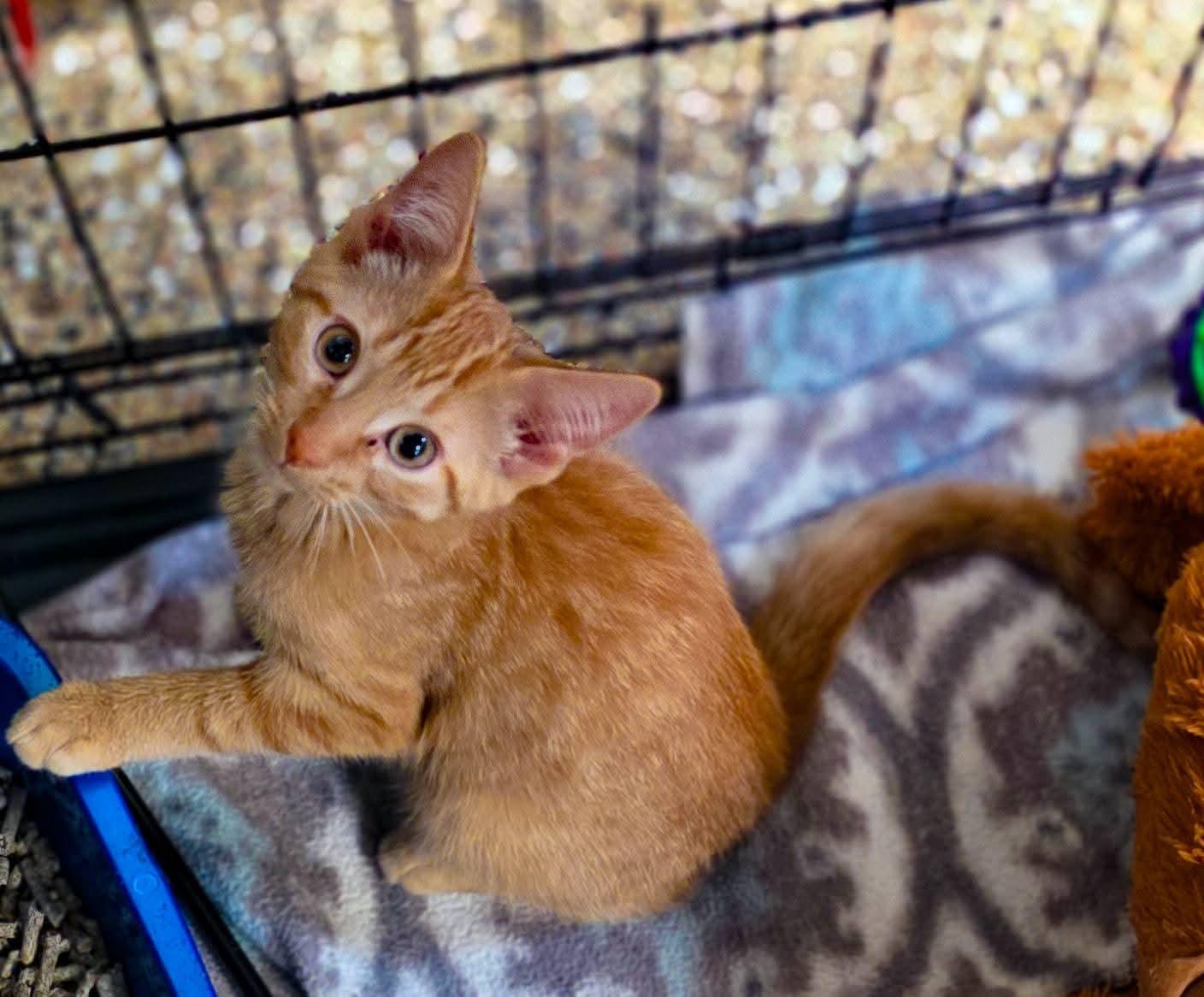Enlarge Pumpkin, Squash, Gourd, a Adoptable Domestic Short Hair in Sterling Heights, MI image 6/6