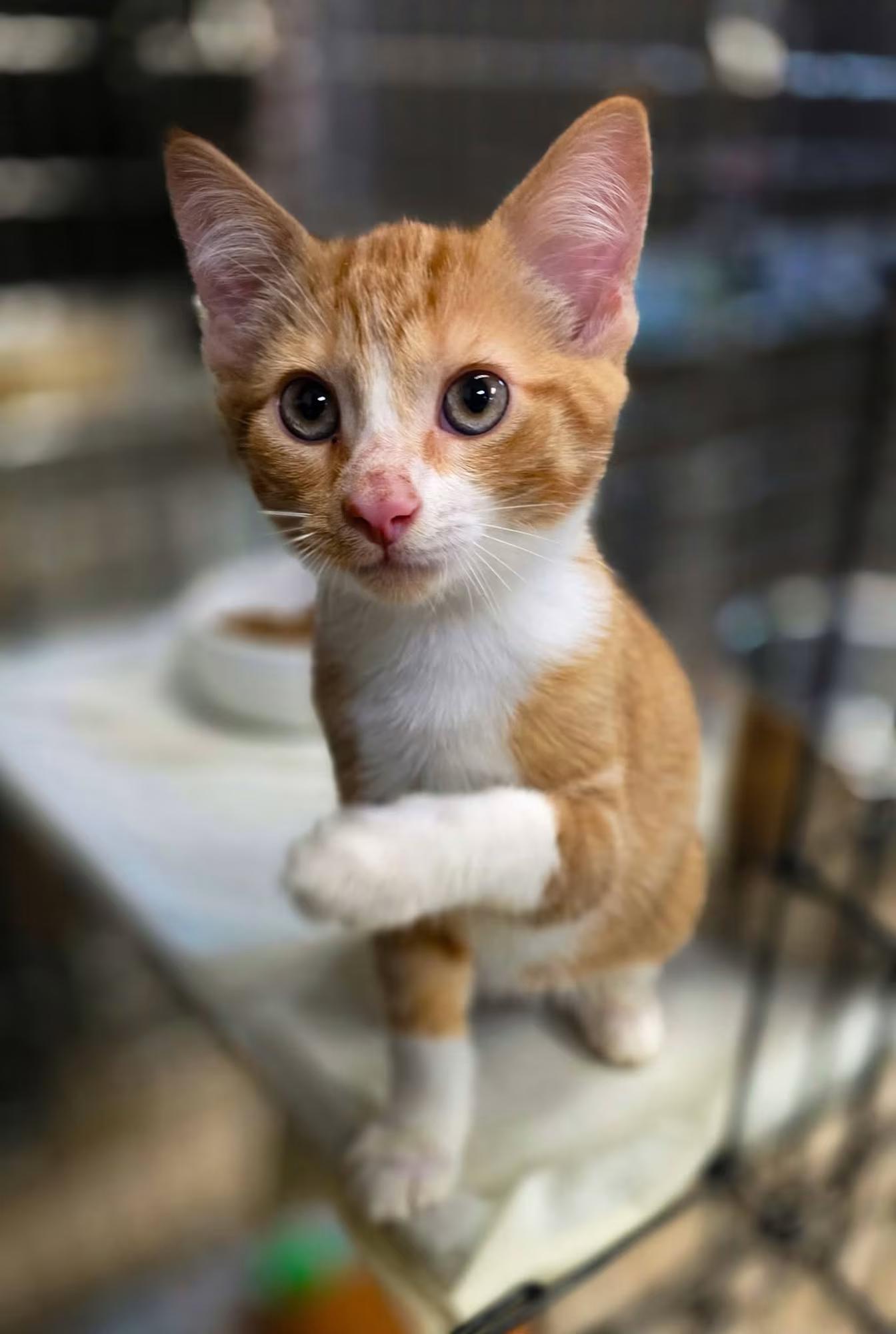 Enlarge Pumpkin, Squash, Gourd, a Adoptable Domestic Short Hair in Sterling Heights, MI image 2/6