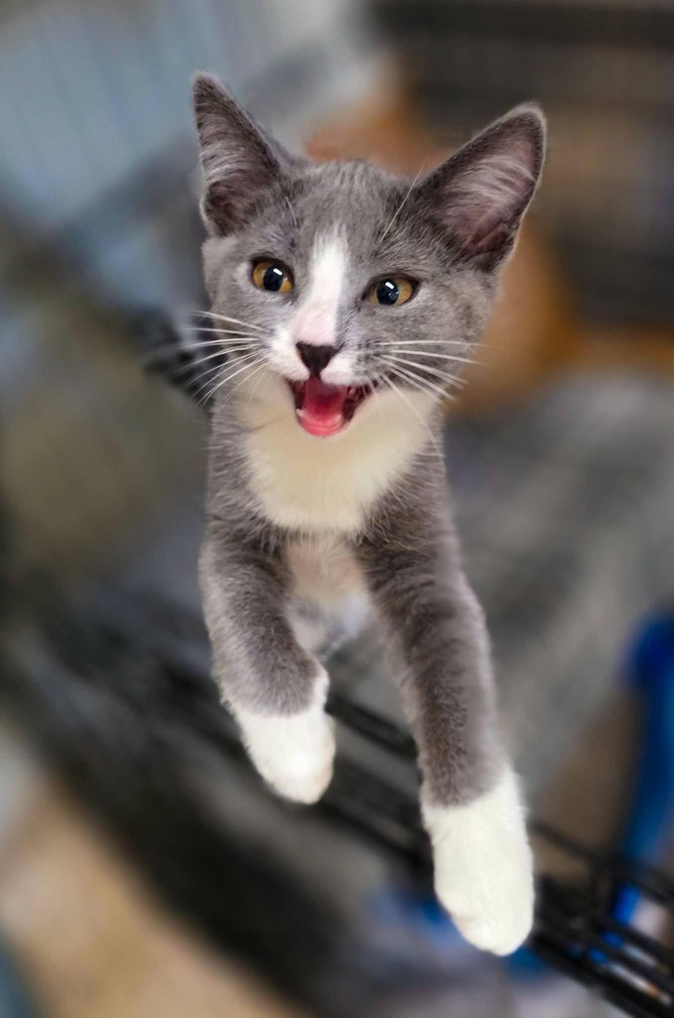 Enlarge Pumpkin, Squash, Gourd, a Adoptable Domestic Short Hair in Sterling Heights, MI image 4/6
