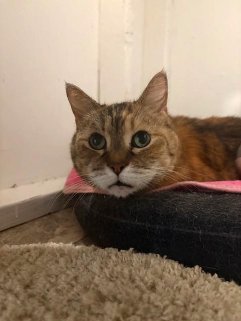 Enlarge DeeDee, a ADOPTABLE Domestic Medium Hair in Grass Valley, CA image 1/1