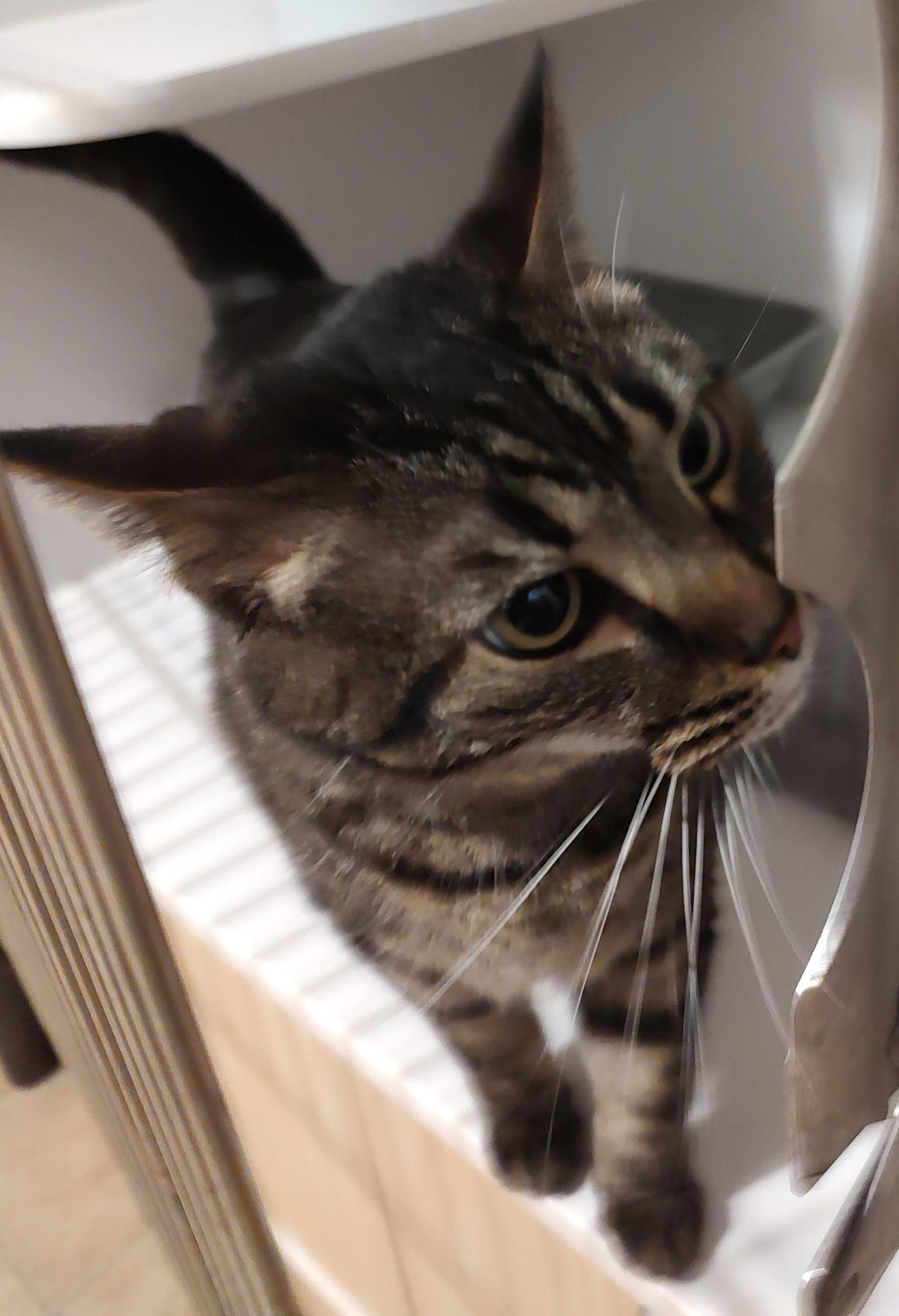 Enlarge Zoey, a Adoptable Domestic Short Hair in Phoenix, AZ image 1/1